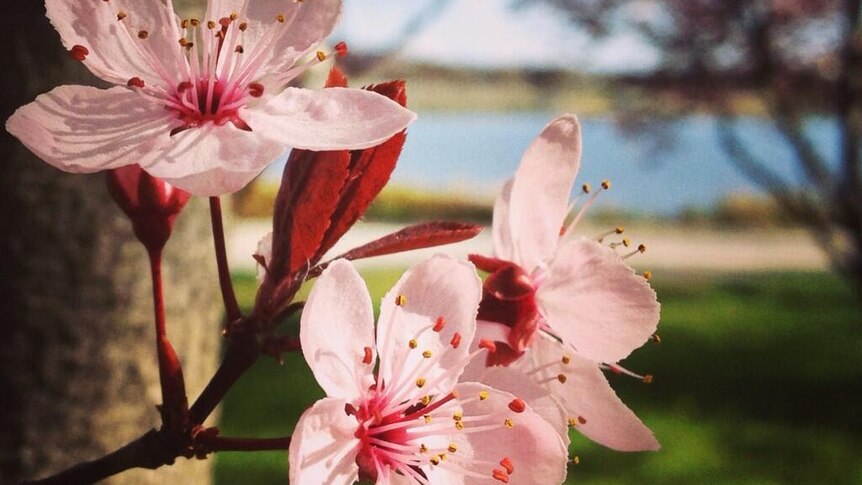 Close-up of blossoms in Canberra.