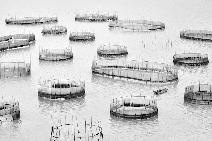 Black and white image of multiple fishing fences in the sea