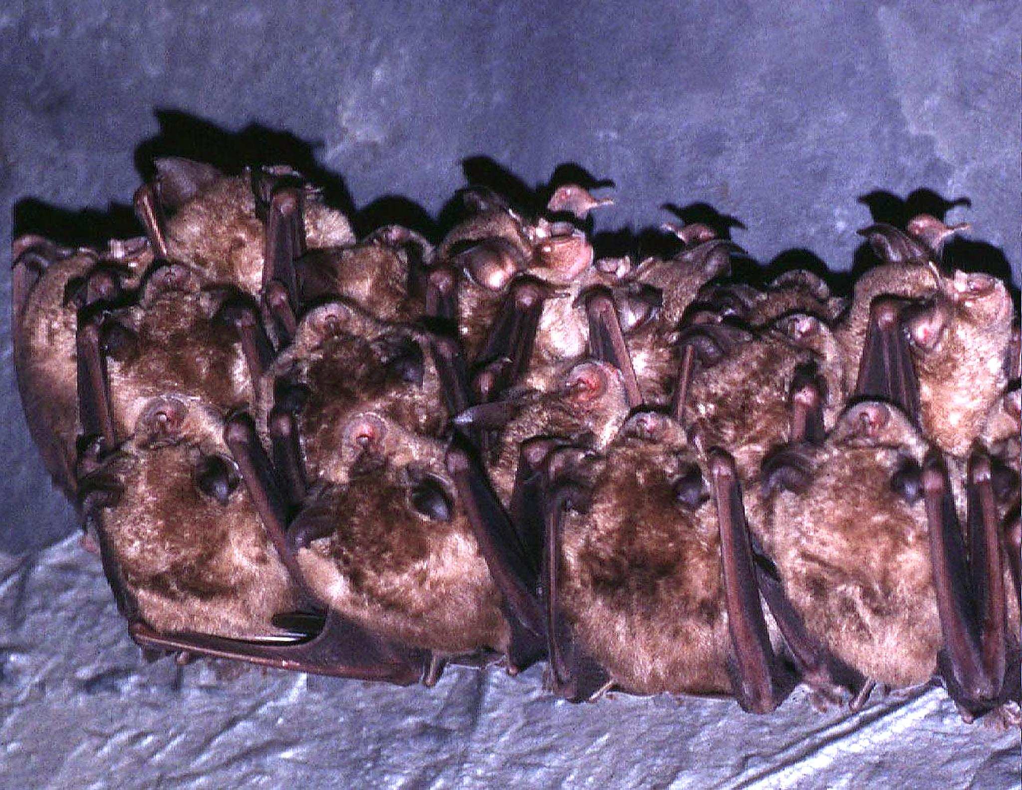 Scientists trace SARS virus to Chinese horseshoe bats - ABC listen