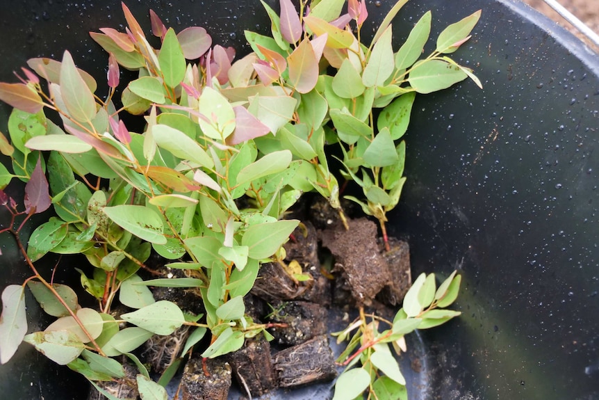 A black bucket containing tuart seedlings