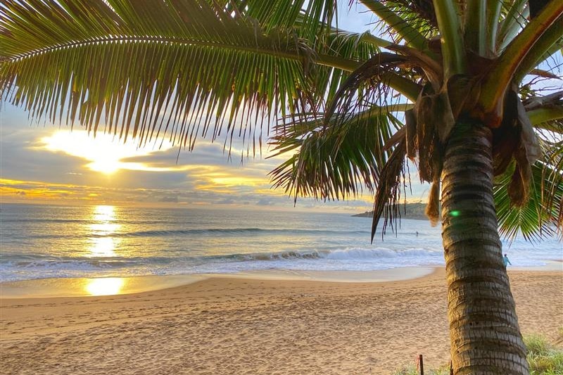 A beach and palm tree scene