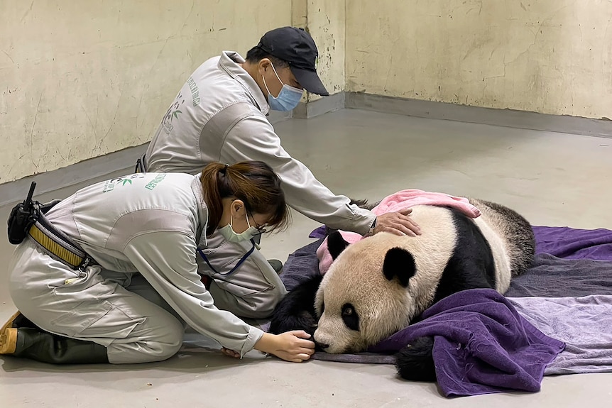 A man and woman wearing face masks treating ailing panda bear in white room