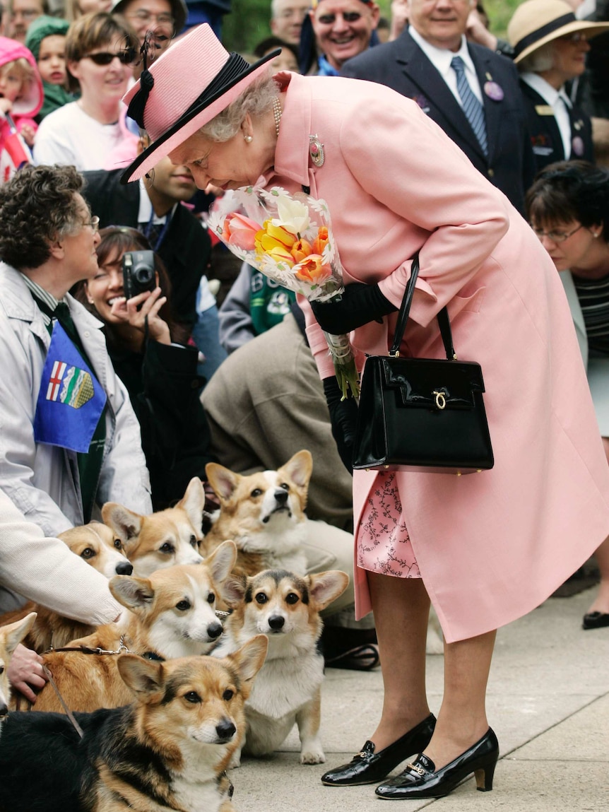 Queen Elizabeth II stops to view a group of corgi dogs surrounded by crowd.