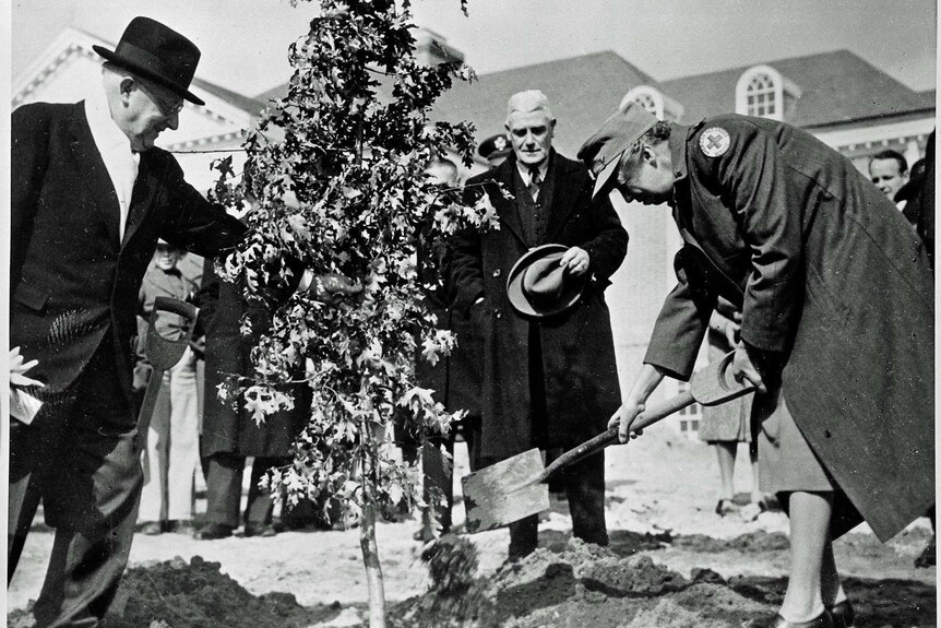 Eleanor Roosevelt plants the American Oak at the US Embassy in Canberra in 1943.