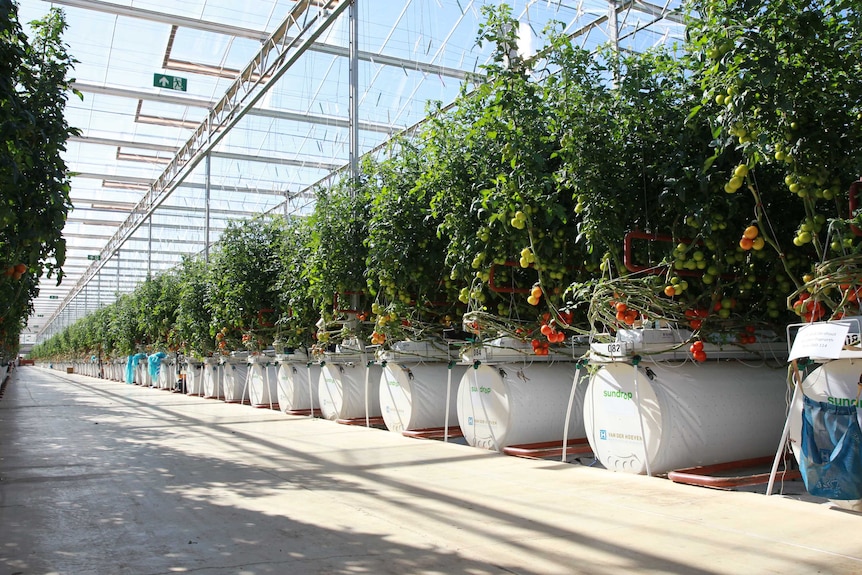 Rows of hydroponic plants inside a large greenhouse.