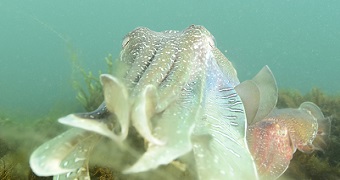 Cuttlefish cuddling the camera