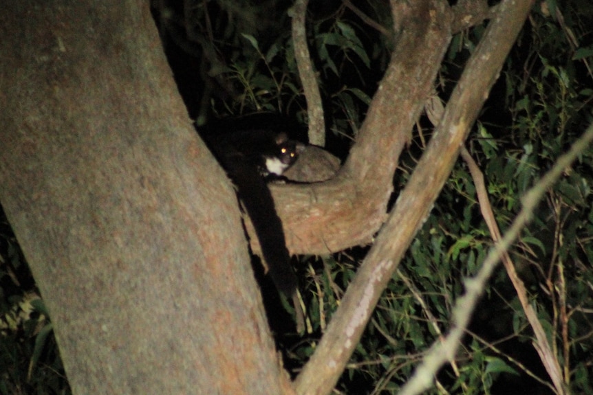 Greater Glider portrait