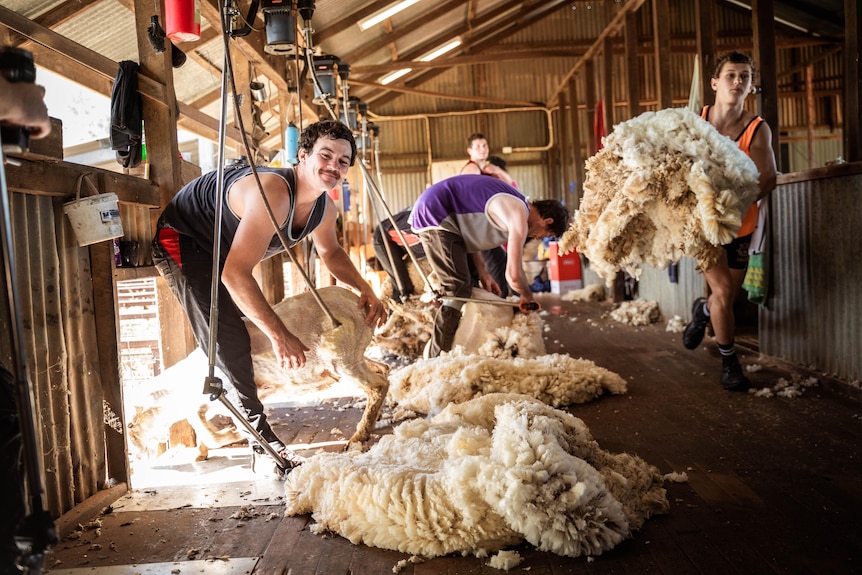 A shearer in action