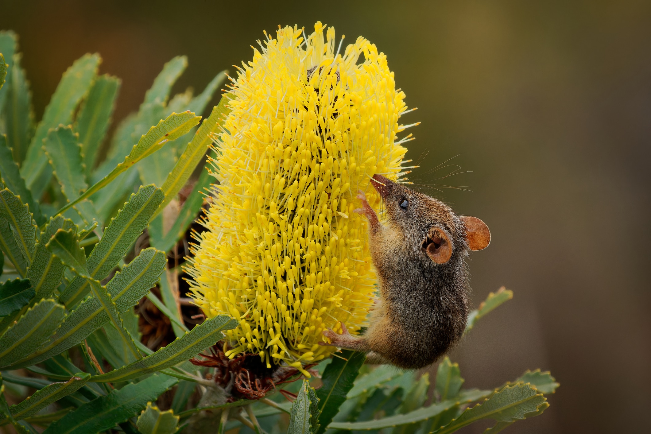 Wildflower power – Bringing petals to your pantry