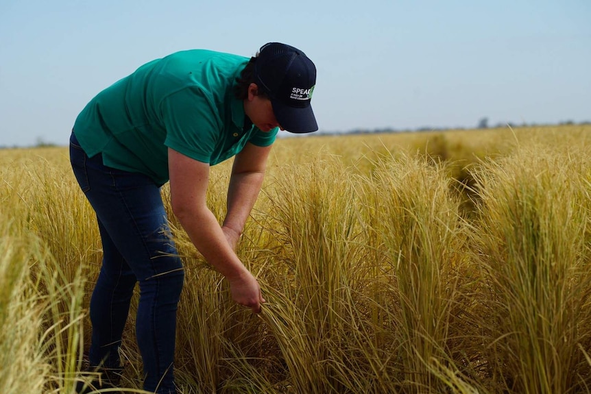 Shelley Scoullar in her field