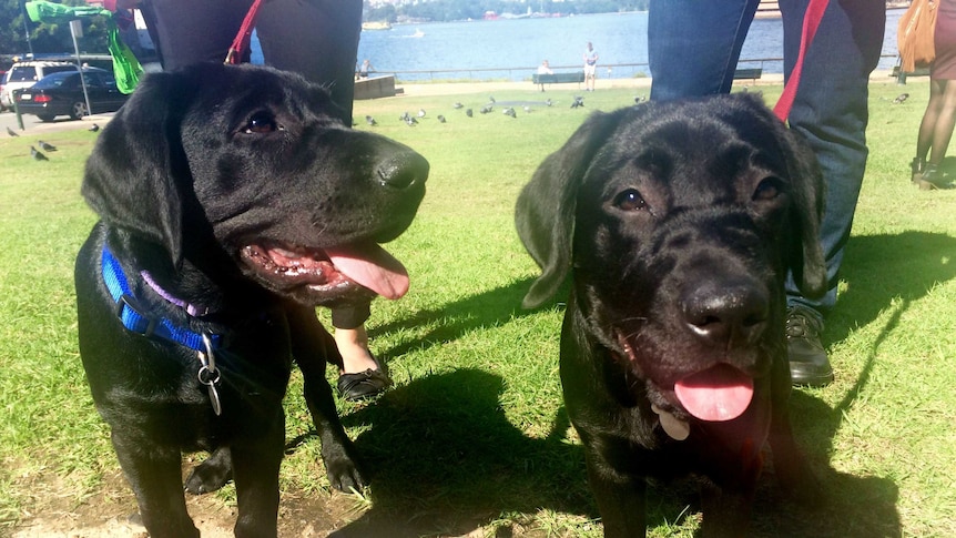 Two black puppies 'smile' for the camera.