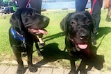 Two black puppies 'smile' for the camera.