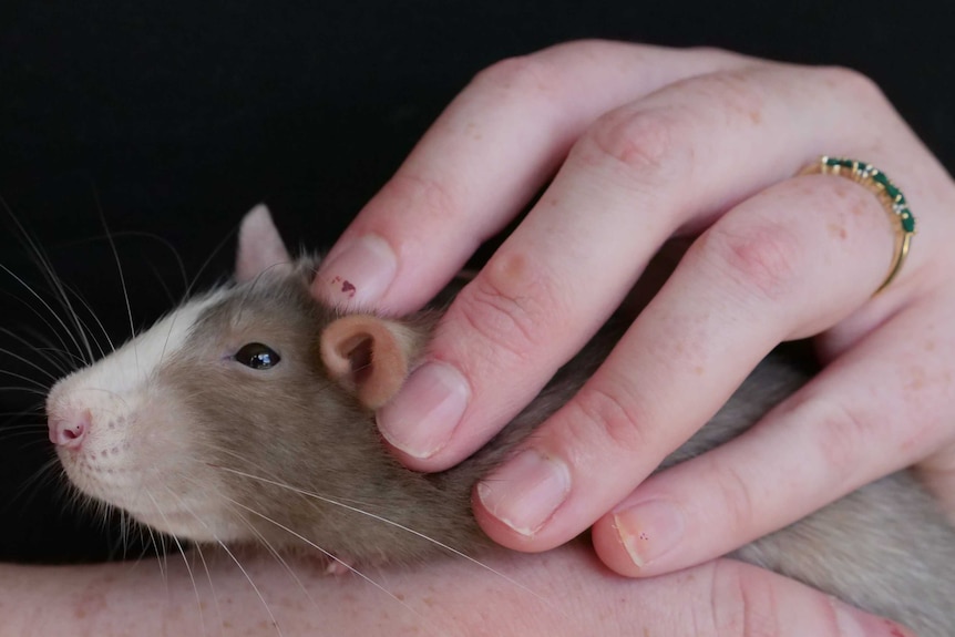 Close shot of a brown and white rat being patted by a female hand that has an engagement ring on it