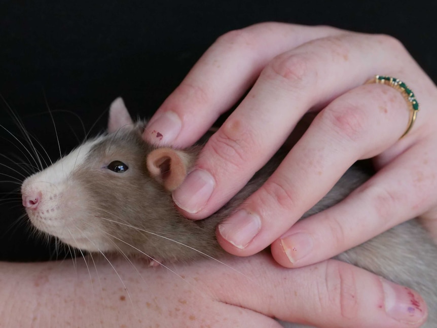 Close shot of a brown and white rat being patted by a female hand that has an engagement ring on it