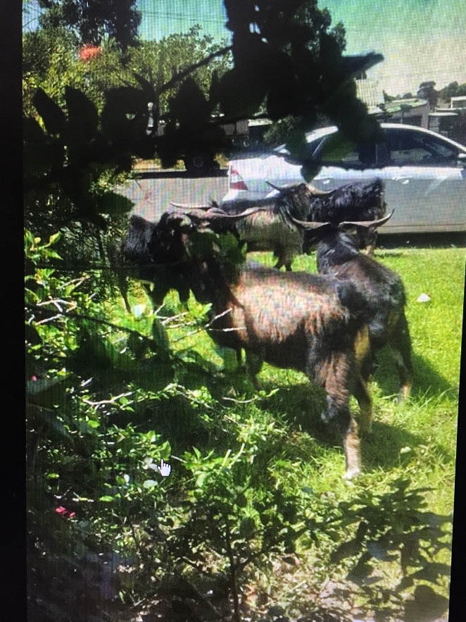 Feral goats roaming the streets of Kambalda.
