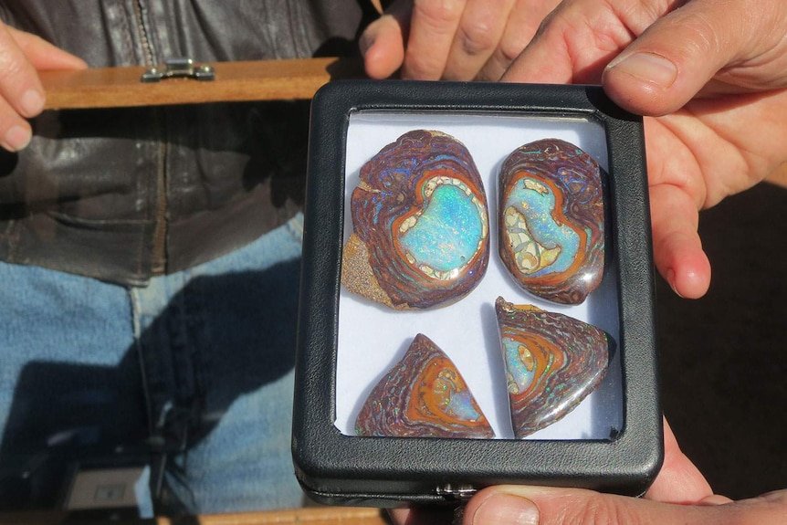 Opals found in the mine in western Queensland in July 2014
