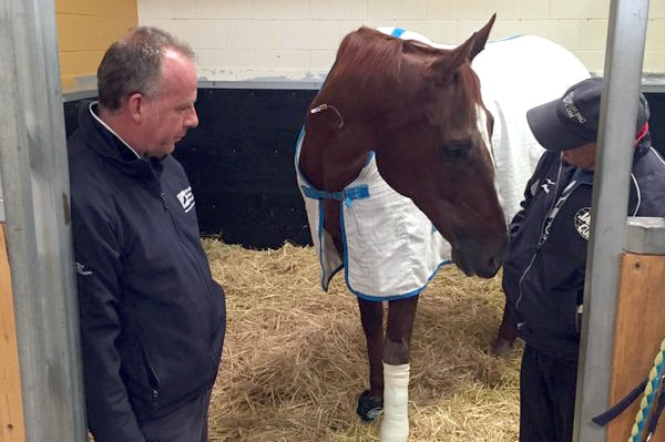 Red Cadeaux recovers after surgery