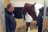 Red Cadeaux recovers after surgery