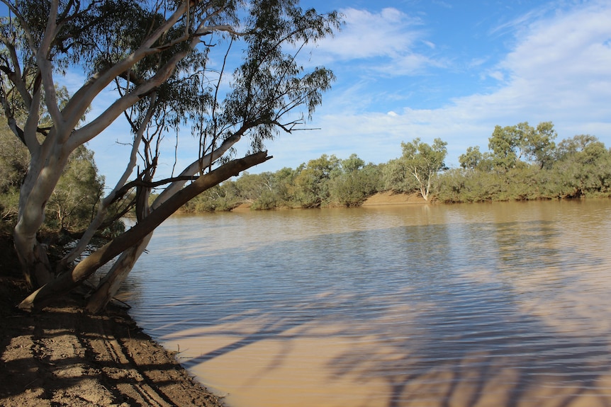 A river is shaded by trees on the riverbank.