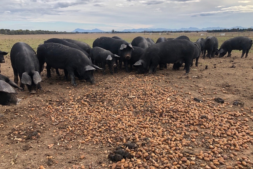 A row of large black pigs eat acorns from the ground in a paddock.