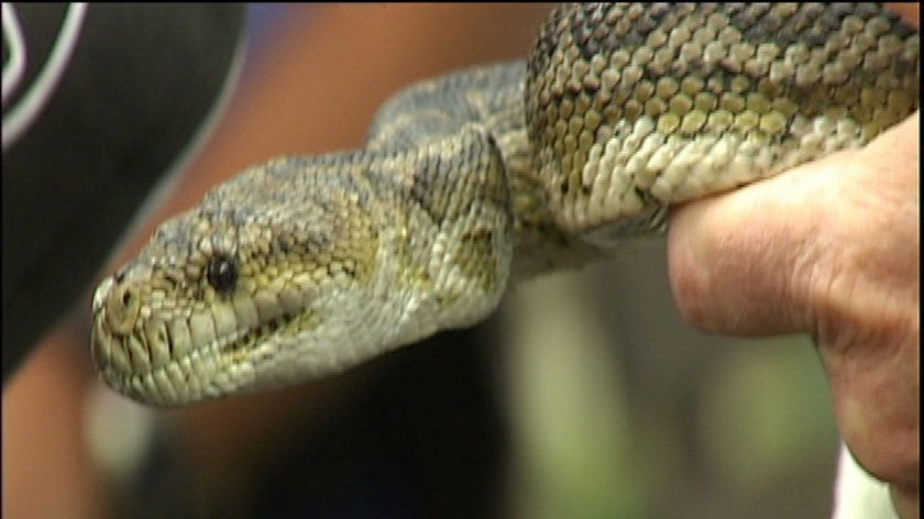 The large female python had eluded authorities for three years.