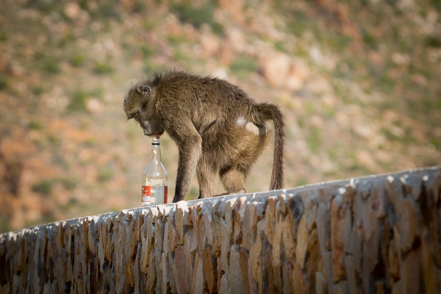 A baboon stands over a glass bottle licking the top with its tongue