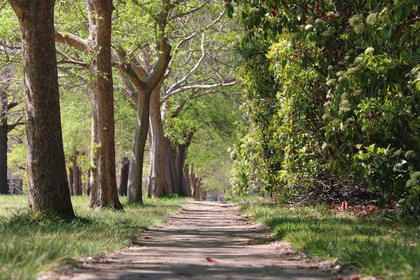 A footpath in a Canberra park.