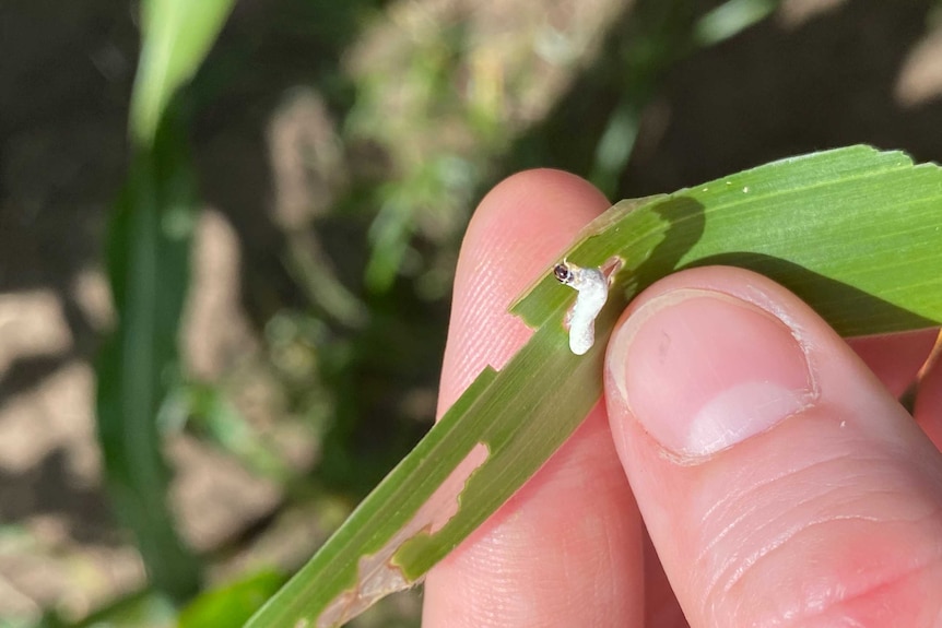 A close up of a white fungus coated worm on a green leaf