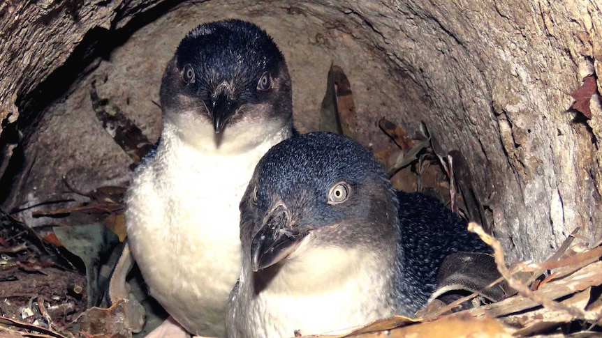 Picture of two little penguins in a burrow