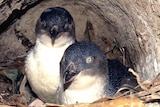 Picture of two little penguins in a burrow