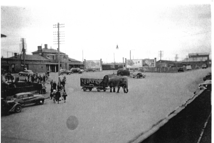 Black and white photograph of an elephant pulling a circus caravan