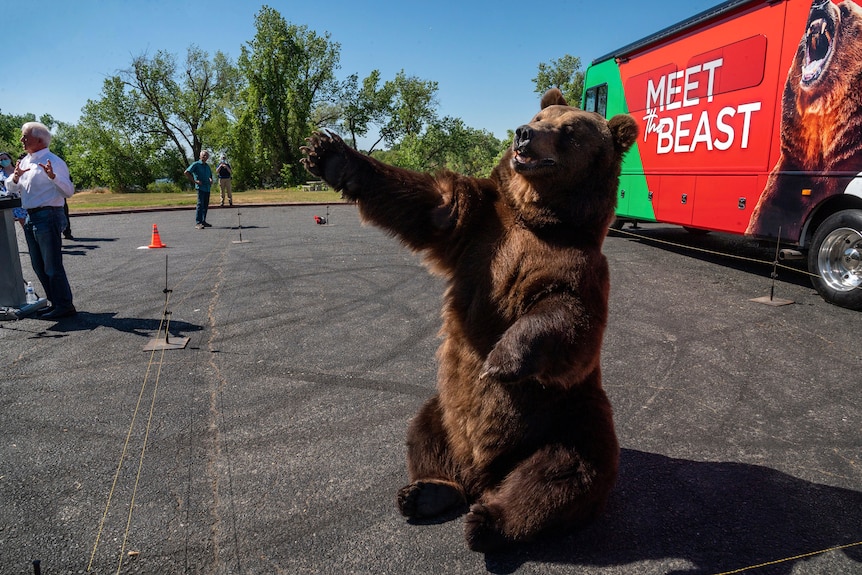  John Cox stands next to a brown bear to launch his election campaing.