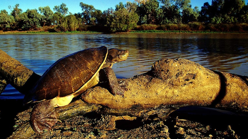 Cooper Creek Short Neck Turtle sunbaking on a log on the bank of Cooper Creek