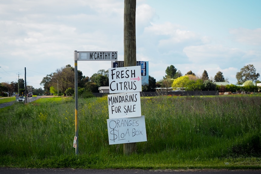 Hand written signs advertising citrus for sale in Griffith, NSW.