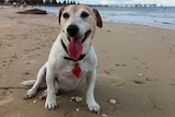 Ollie the Jack Russell enjoys an off-leash stroll at Glenelg Beach, Adelaide.
