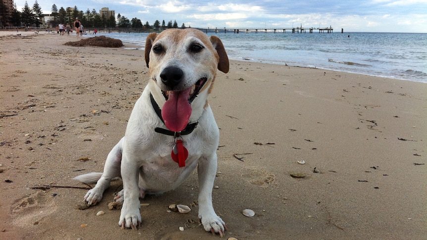 Ollie the Jack Russell enjoys an off-leash stroll at Glenelg Beach, Adelaide.