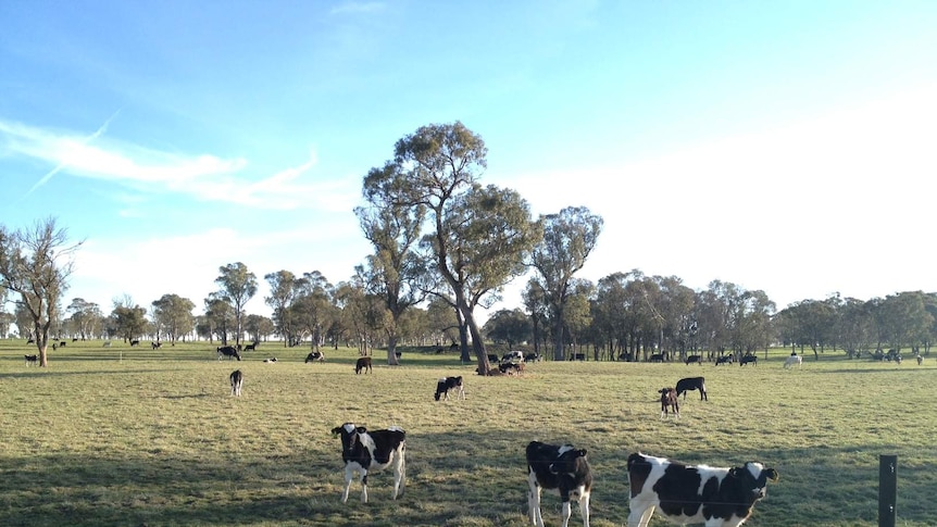 Cattle at a Walcha dairy.