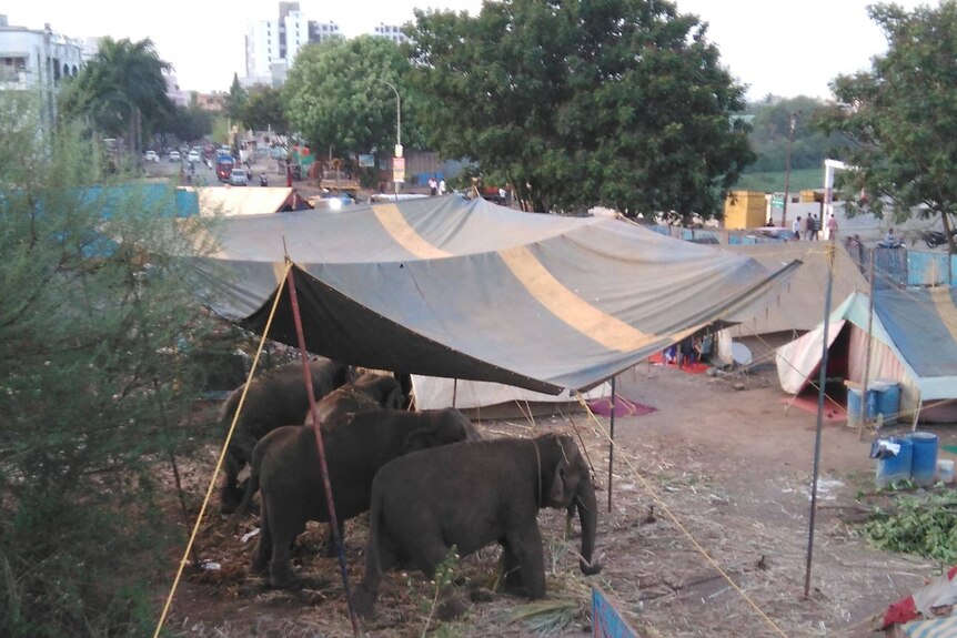 Elephants living in poor conditions
