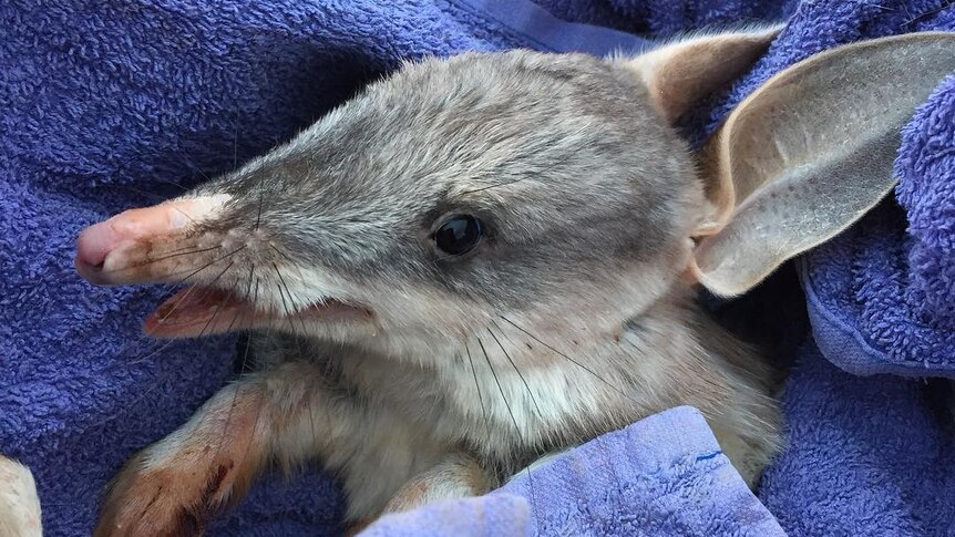 A bilby wrapped in a blue towel.