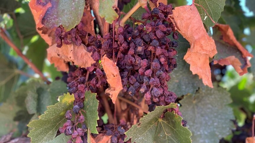 A bunch of burnt grapes on an SA vineyard