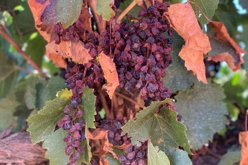 A bunch of burnt grapes on an SA vineyard