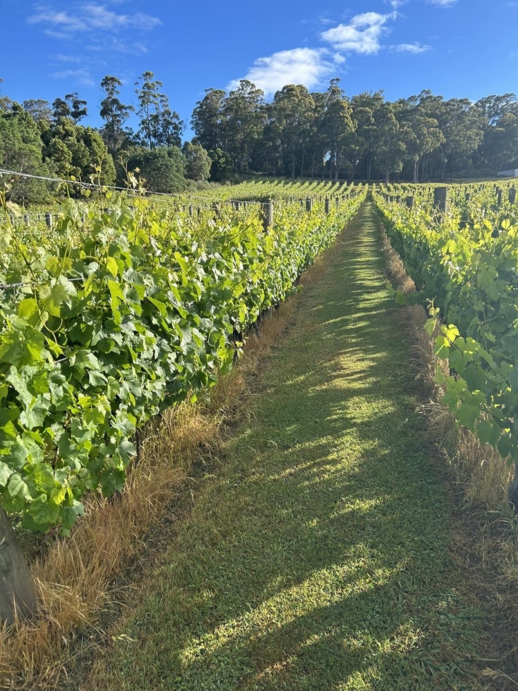 New farmers thriving at Tasmanian vineyard