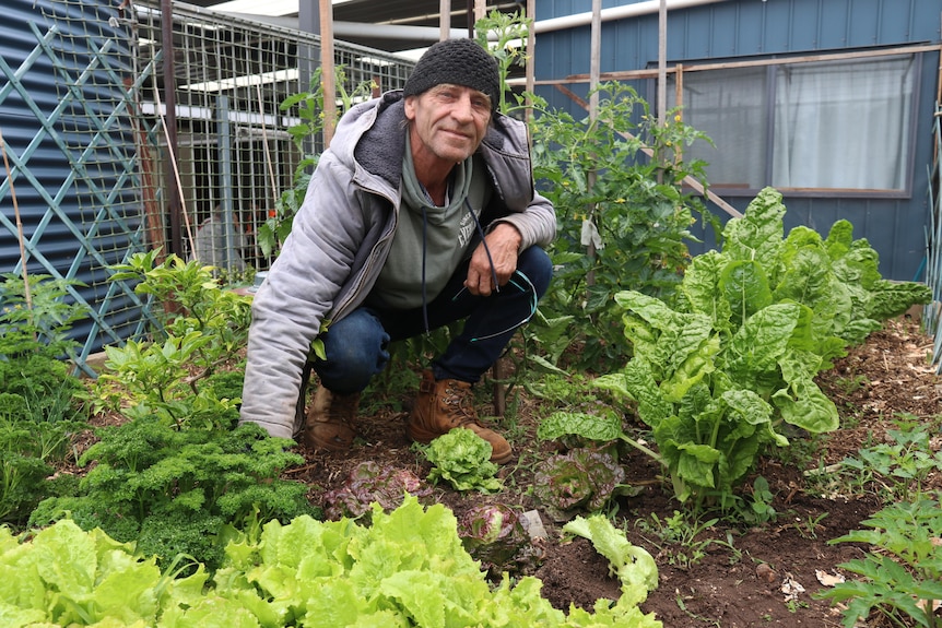 Man crouching among lettuces and tomato buses in a garden 