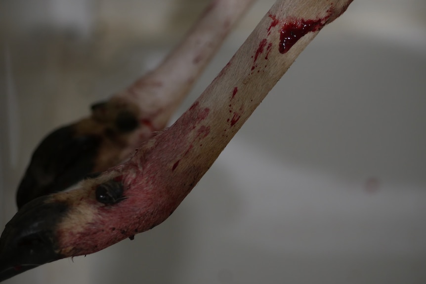 a close shot of two bloodied legs of a deer hanging in a cool room