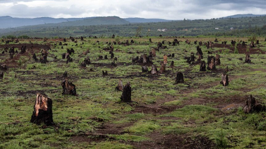 A recently cleared forest area, tree stumps can be seen across a hill.