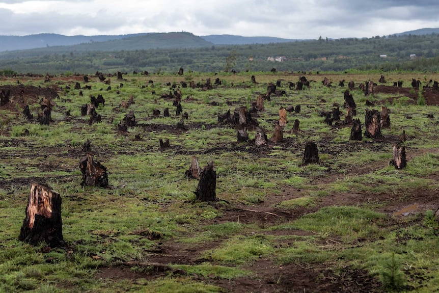 A recently cleared forest area, tree stumps can be seen across a hill.