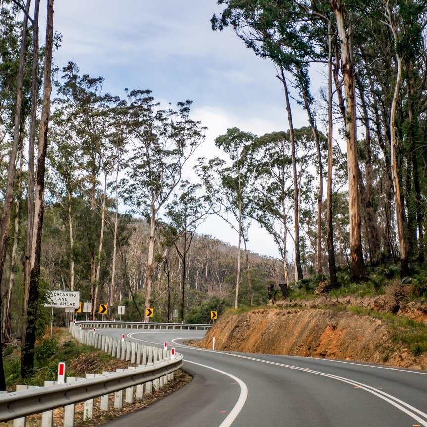 A road winding through a mountain range, with tall trees on either side of the road.