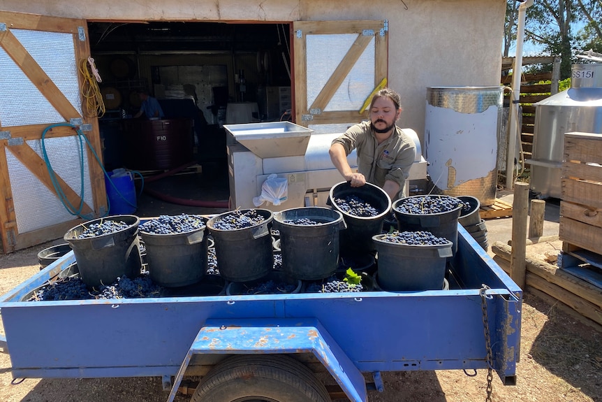 A man lifting buckets of grapes out of a trailer before pouring them into a crushing machine. 