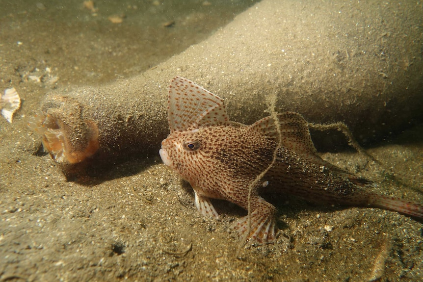 Spotted hand fish like beer bottles