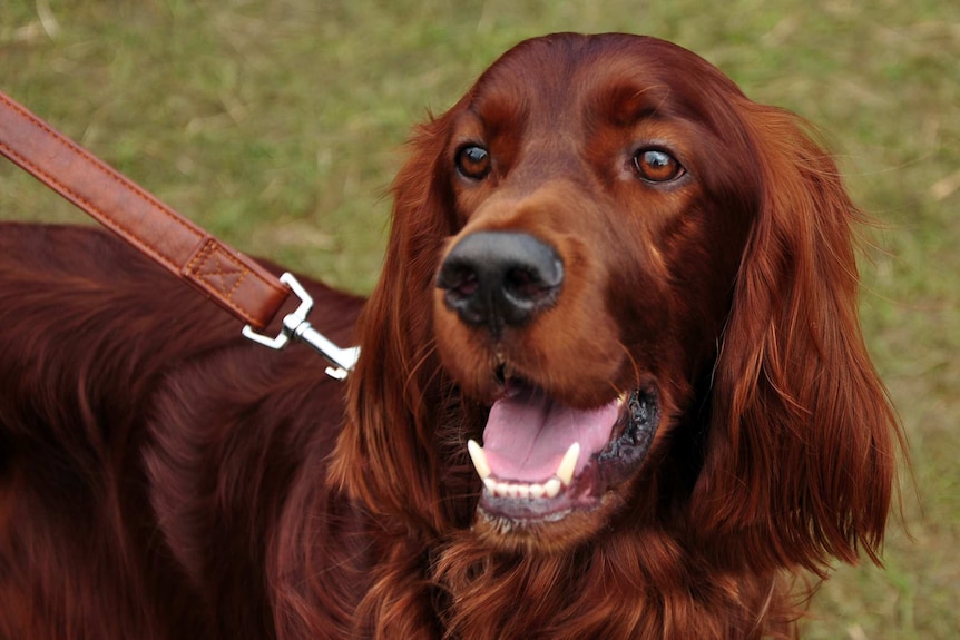 A dog on a leash